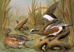 American Widgeon