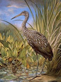 Limpkin