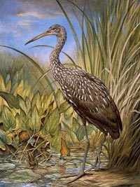 Limpkin